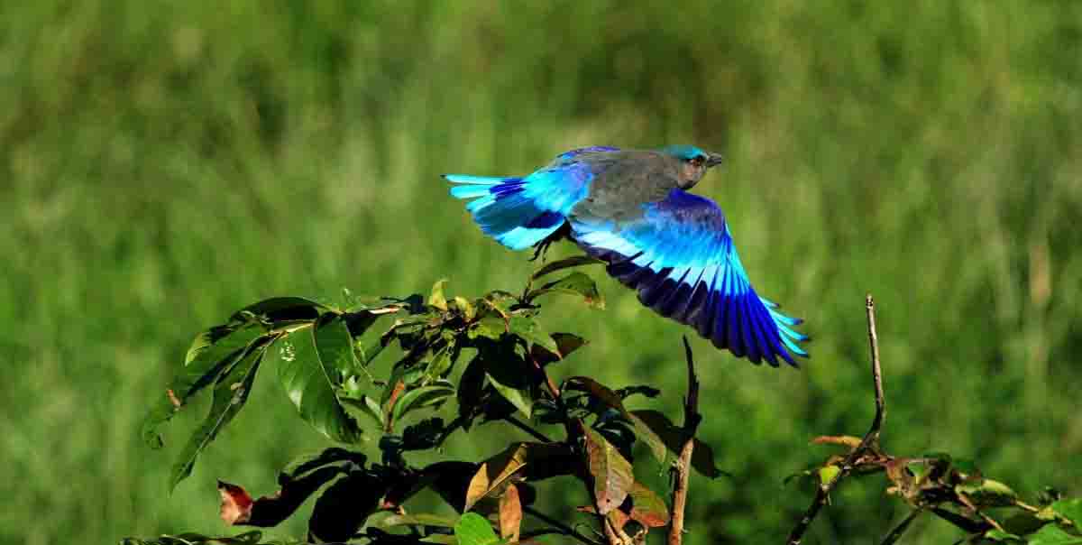 Bharatpur Bird Sanctuary Tour