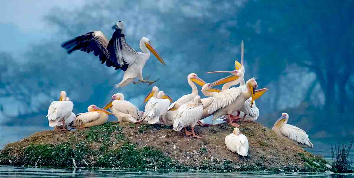 Delhi Bharatpur Weekend Tour