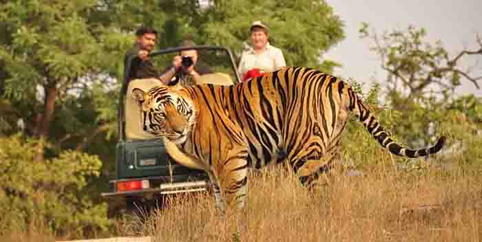 Golden Triangle Tour with Tigers