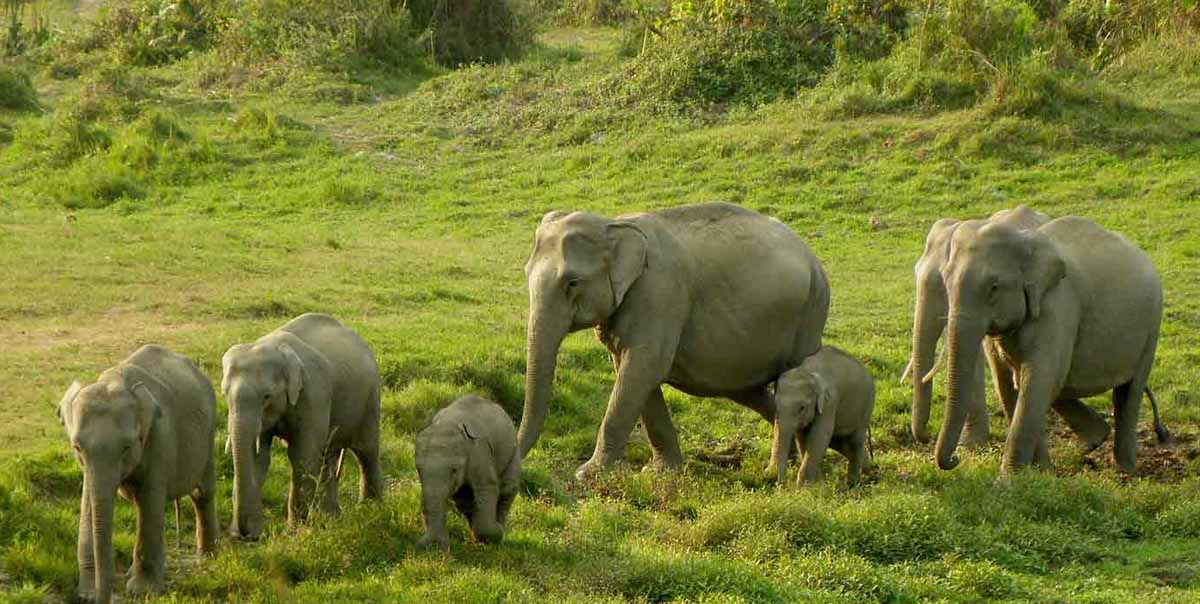 Dudhwa National Park Tour