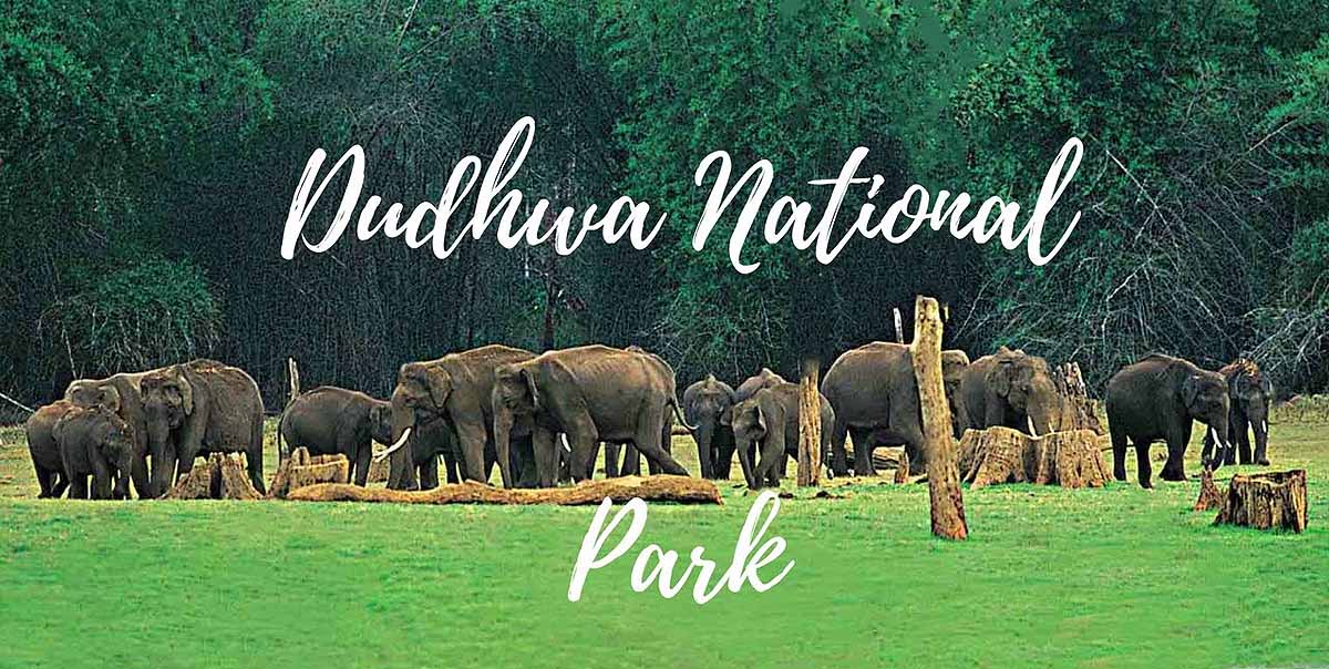 Dudhwa National Park Tour