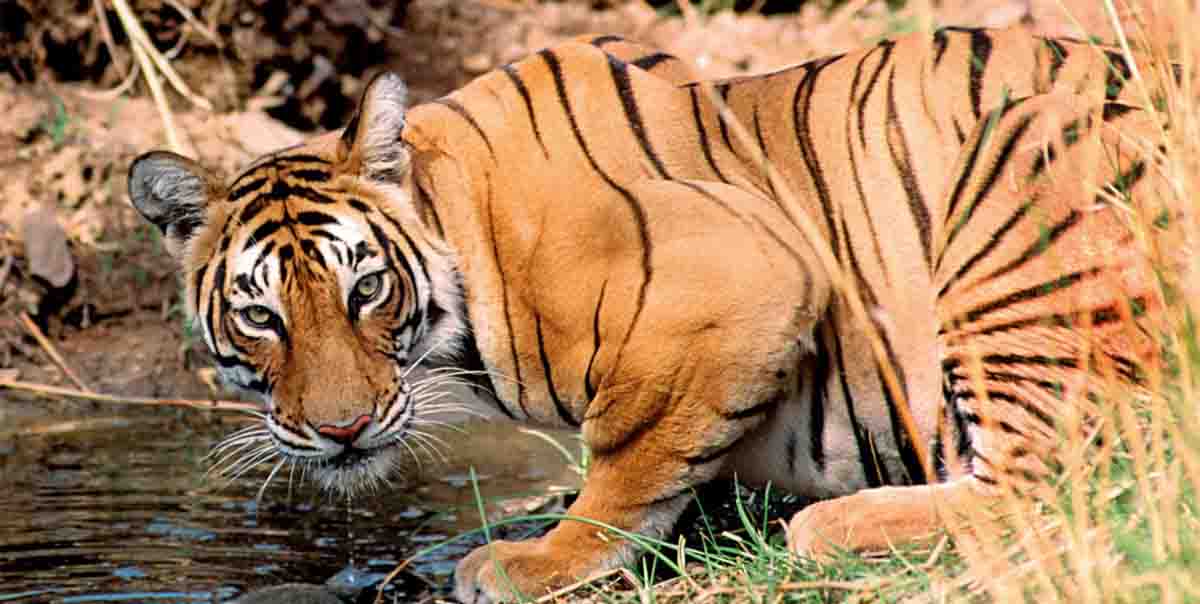 North & Central India Tiger Tour