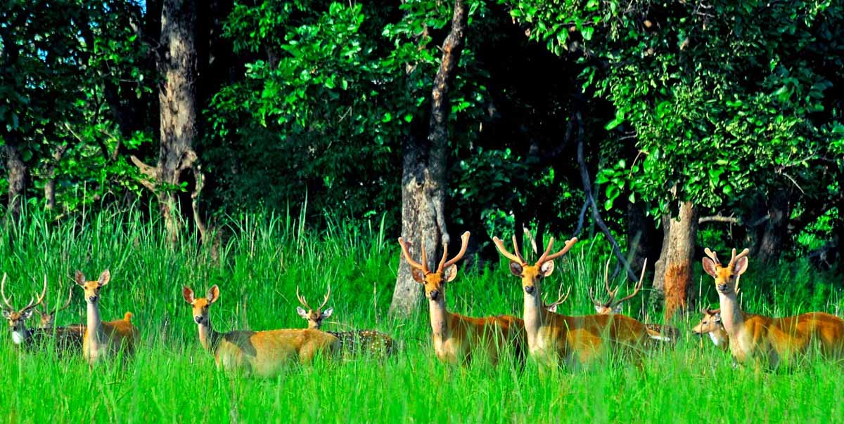 India Nepal Jungle Lodges Wildlife Tour Package