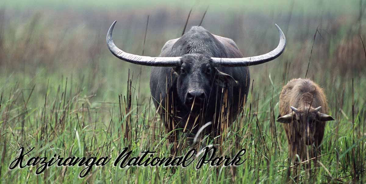 Kaziranga National Parks Tour
