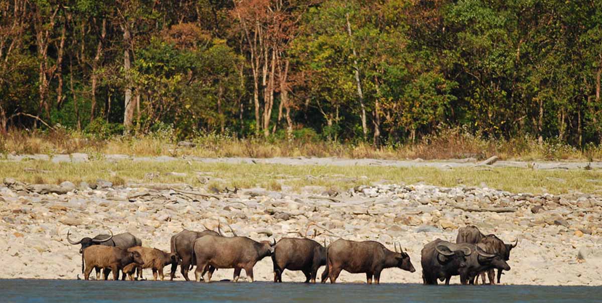 Assam National Parks Tour