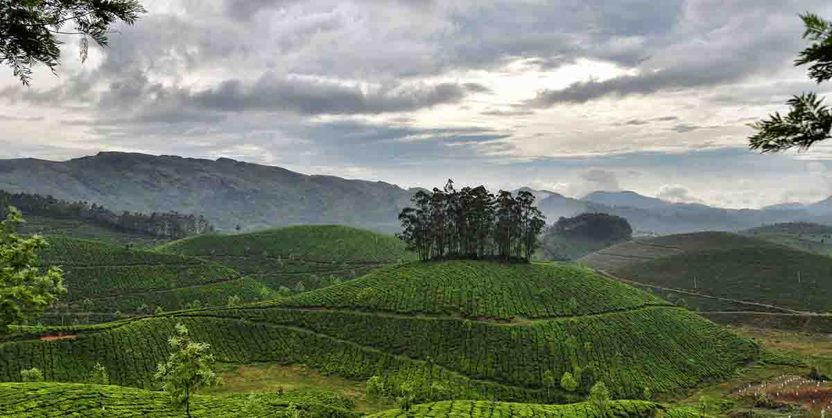 Munnar Honeymoon Tour Package