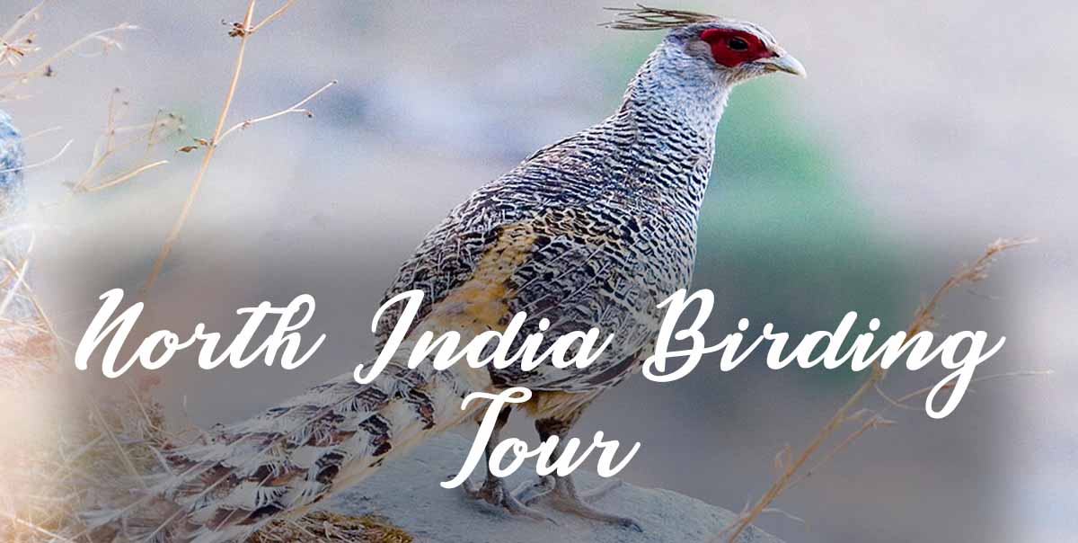 North India Birding Tour