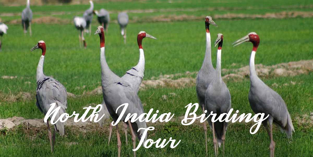 North India Birding Tour
