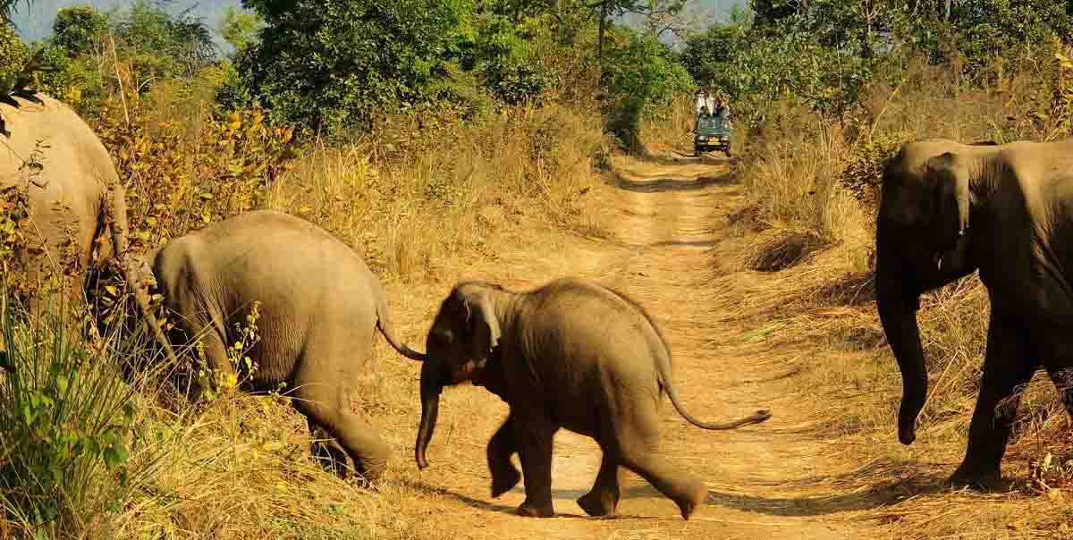 North & Central India Tiger Tour Package