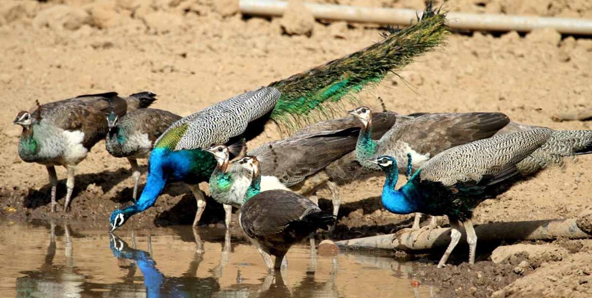 Bharatpur Bird Sanctuary Tour Package