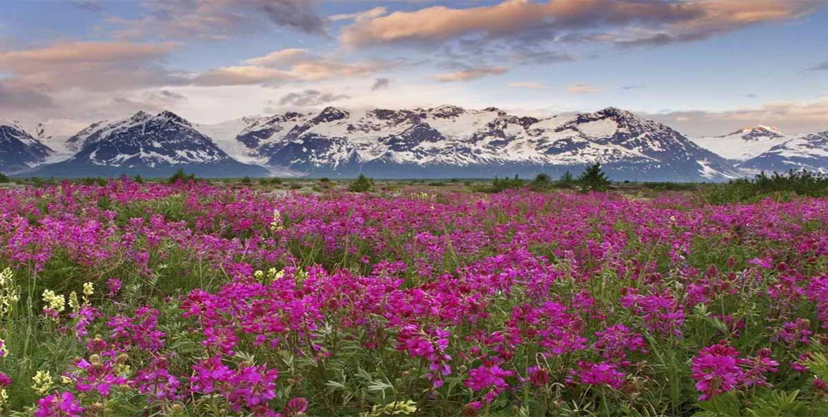 valley of flowers trek