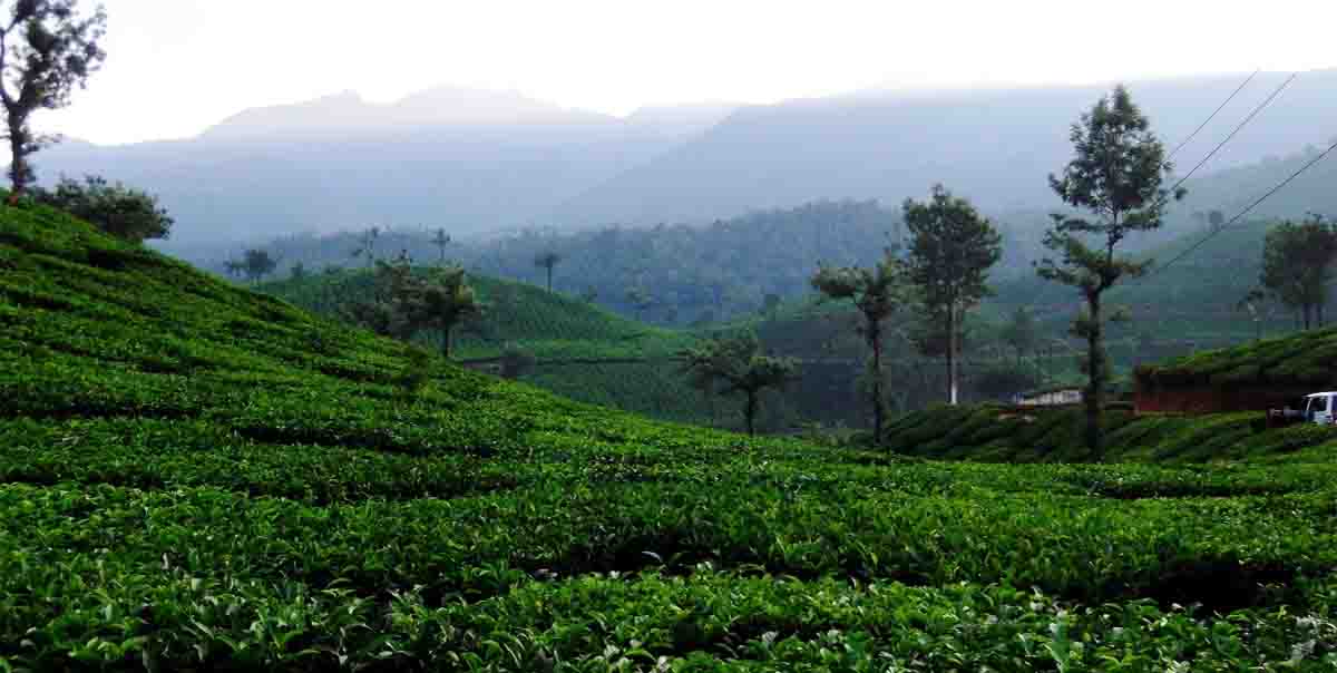 wayanad hill station tour package